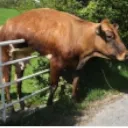 CowLife