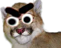 cassifurieux