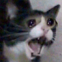 yell
