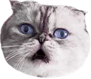 tayolivia tayolivia