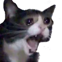 sadcat