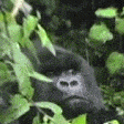 Harambe