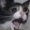 sadcat sadcat
