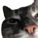 another_cat