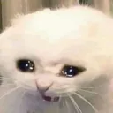 autismcat Discord Emoji