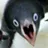 penguin_aaaaaaa