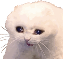 cricat Discord emoji