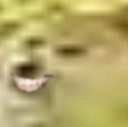 dogesmile