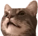 cathuh