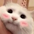 uwu_catto