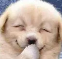 dog_laugh