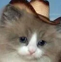 squaremeowdy