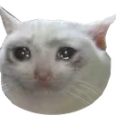 sadcat