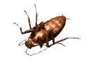 _roach