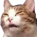 eWTFCat