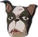 bruhdog
