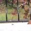 cat_peek
