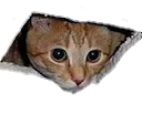 SPRcatseesyou SPRcatseesyou