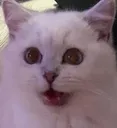 Diegohello