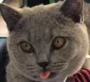 RomeoBlep2
