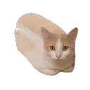loafcat
