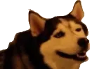 sneezewoof