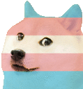 transdoge