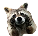 Raccy