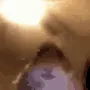 hamster