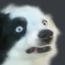 SpookDoggo