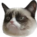 Grumpycat Grumpycat Discord Emoji