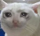 sadcat