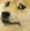 dogescared
