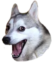 jokedoge Discord Emoji