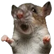 tomatoRat