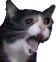 sadcat