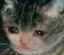 sadcat
