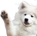 WaveBOYE