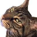 df_scamps
