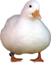 DUCC