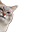 wotuwantkot Discord emoji