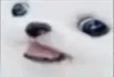 doggo