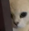catlurk