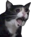 NOOOO