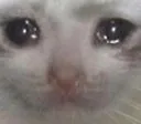 sadcat sadcat