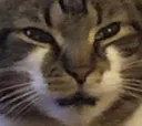 TheFuckYouSayCat