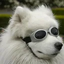 doggowithgoggo