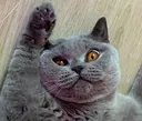 RomeoDab