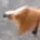 Drill_Boye