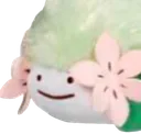shaymin shaymin